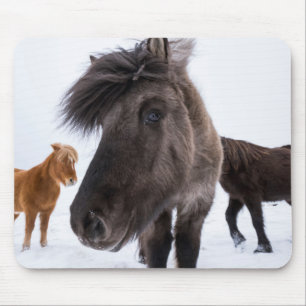 Icelandic Horse Portrait, Iceland Muismat