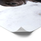 Icelandic Horse Portrait, Iceland Poster (Hoek)