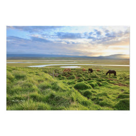Icelandic horses; country scene foto afdruk