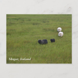 Icelandic Sheep Briefkaart