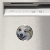 icelandic-sheepdog-2.jpg magneet (Insitu (Vaatwasser))