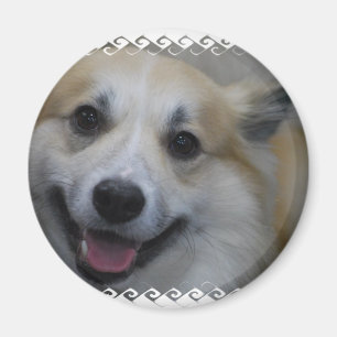 icelandic-sheepdog-2.jpg magneet