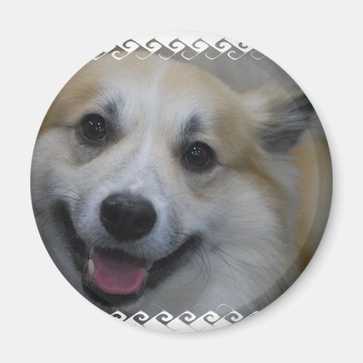 icelandic-sheepdog-2.jpg magneet (Voorkant)