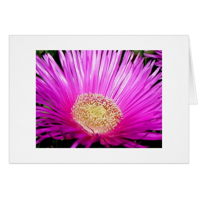 "Iceplant Blossom" (Voorkant Horizontaal)