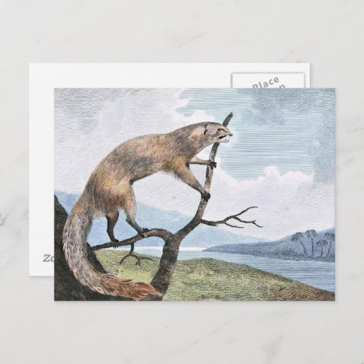 Ichneumon (Mongoose) Wildlife Art Briefkaart (Voorkant / Achterkant)