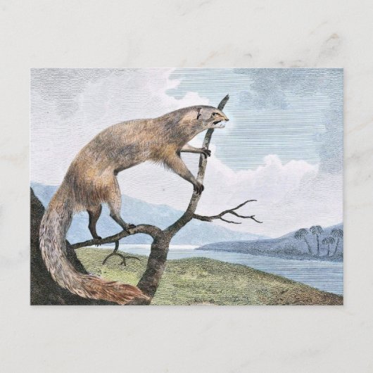 Ichneumon (Mongoose) Wildlife Art Briefkaart (Voorkant)
