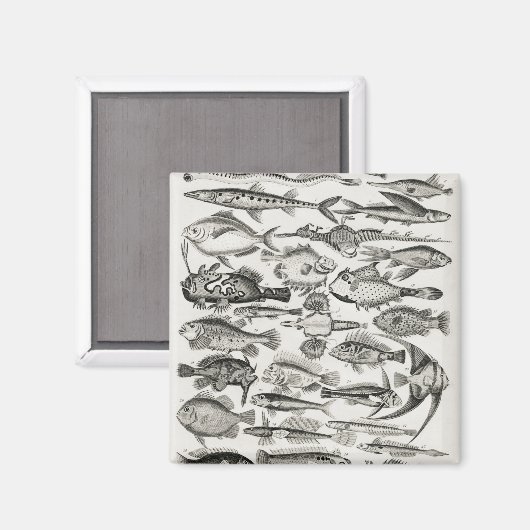 Ichthyologiechthyology, fish, oceanica, ichtyoloog magneet (Voorkant / Achterkant)