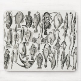 Ichthyologiechthyology, fish, oceanica, ichtyoloog muismat