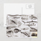 Ichthyology- Elasmobranch, Ganoid Briefkaart (Voorkant / Achterkant)