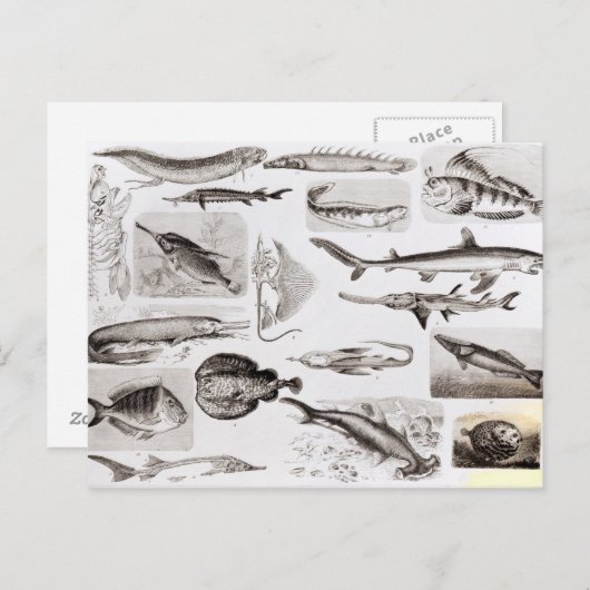 Ichthyology- Elasmobranch, Ganoid Briefkaart (Voorkant / Achterkant)