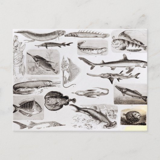 Ichthyology- Elasmobranch, Ganoid Briefkaart (Voorkant)