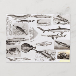 Ichthyology- Elasmobranch, Ganoid Briefkaart