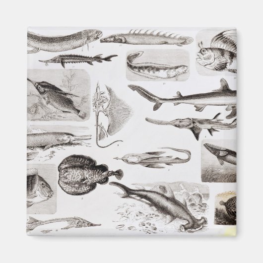 Ichthyology- Elasmobranch, Ganoid Magneet (Voorkant)