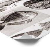 Ichthyology- Elasmobranch, Ganoid Poster (Hoek)