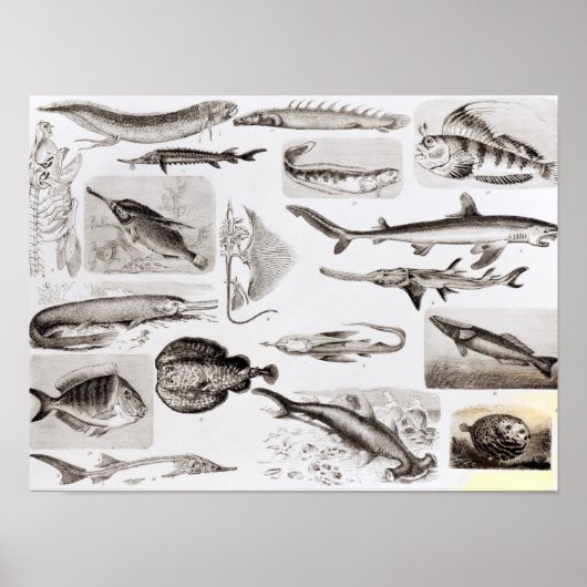 Ichthyology- Elasmobranch, Ganoid Poster (Voorkant)