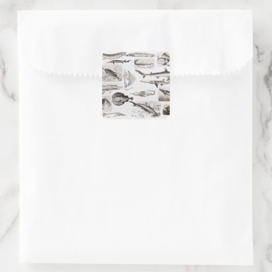 Ichthyology- Elasmobranch, Ganoid Vierkante Sticker (Tas)