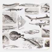 Ichthyology- Elasmobranch, Ganoid Vierkante Sticker (Voorkant)