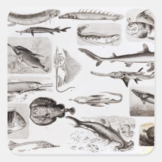 Ichthyology- Elasmobranch, Ganoid Vierkante Sticker (Voorkant)
