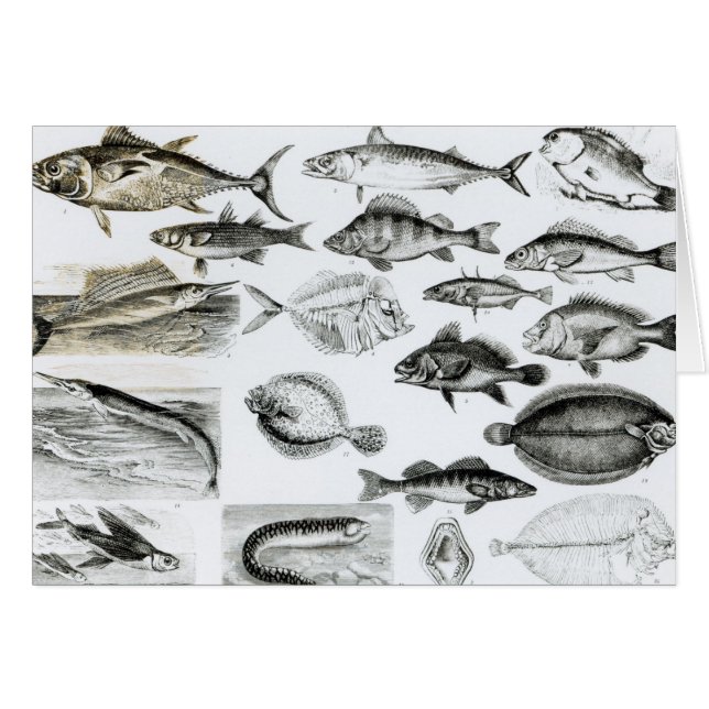 Ichthyology Osseous Fishes (Voorkant Horizontaal)