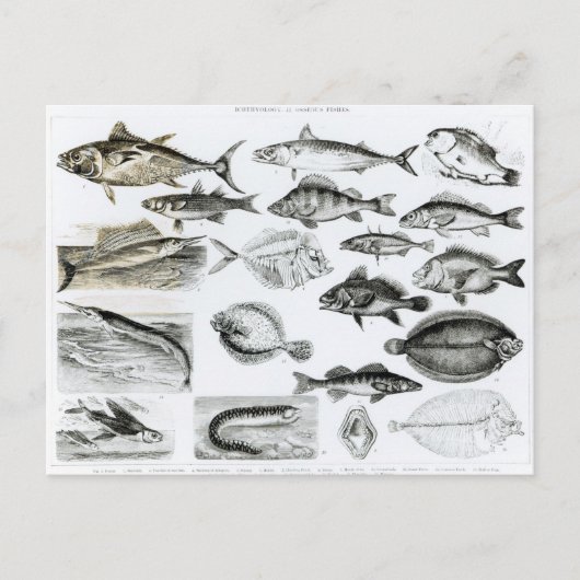 Ichthyology Osseous Fishes Briefkaart (Voorkant)