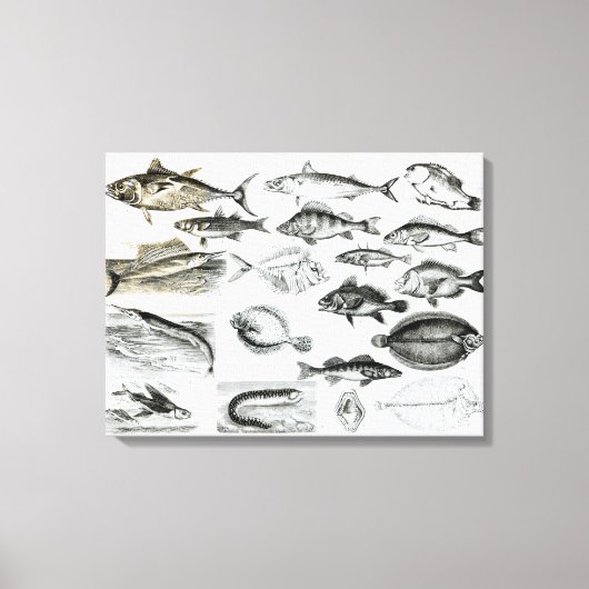 Ichthyology Osseous Fishes Canvas Afdruk (Voorkant)