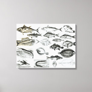 Ichthyology Osseous Fishes Canvas Afdruk