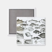 Ichthyology Osseous Fishes Magneet (Voorkant / Achterkant)