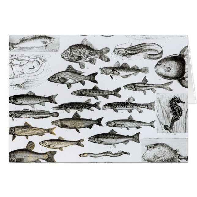 Ichthyology, Osseous Fishes, Marisipobranchs (Voorkant Horizontaal)
