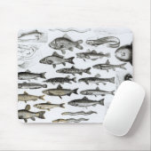 Ichthyology, Osseous Fishes, Marisipobranchs Muismat (Met muis)