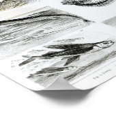 Ichthyology Osseous Fishes Poster (Hoek)