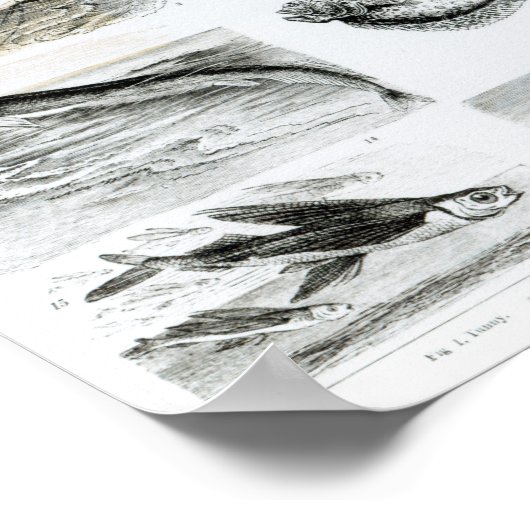 Ichthyology Osseous Fishes Poster (Hoek)