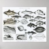 Ichthyology Osseous Fishes Poster (Voorkant)
