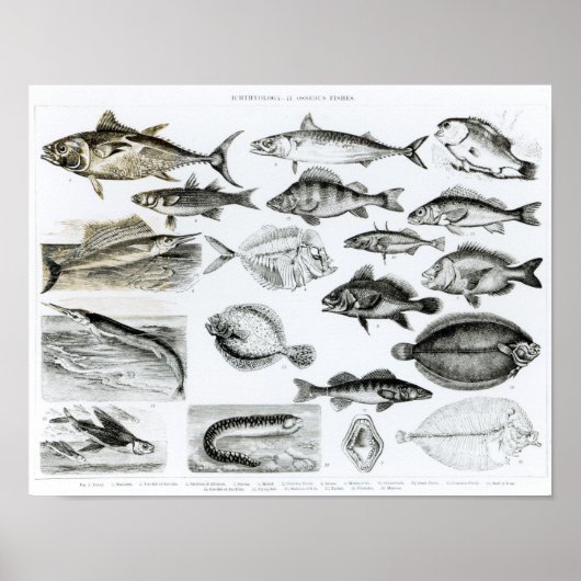 Ichthyology Osseous Fishes Poster (Voorkant)