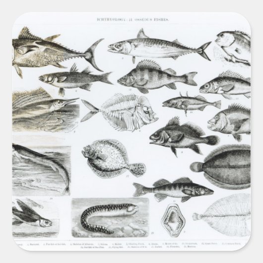 Ichthyology Osseous Fishes Vierkante Sticker (Voorkant)