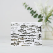 Ichtyologie, beendervissen, Marisipobranchis Briefkaart (Staand voorkant)