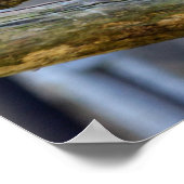 Iconic American Bald Eagle Poster (Hoek)