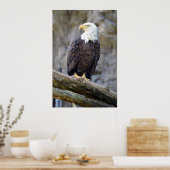 Iconic American Bald Eagle Poster (Keuken)
