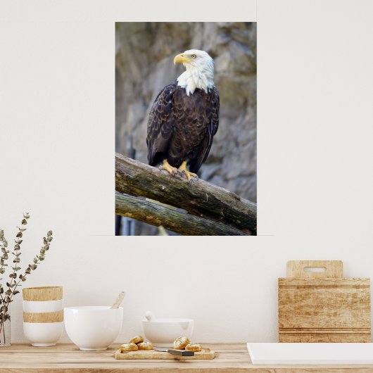 Iconic American Bald Eagle Poster (Keuken)