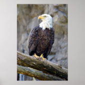 Iconic American Bald Eagle Poster (Voorkant)