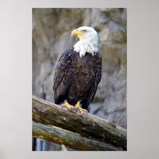 Iconic American Bald Eagle Poster (Voorkant)