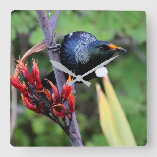 Iconic NZ Tui Vierkante Klok (Voorkant)