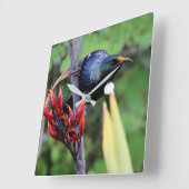Iconic NZ Tui Vierkante Klok (Hoek)