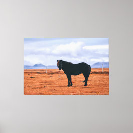 Iconisch zwart IJslands paard Canvas Afdruk