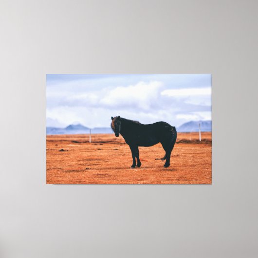 Iconisch zwart IJslands paard Canvas Afdruk (Voorkant)