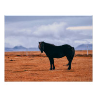 Iconisch zwart IJslands paard