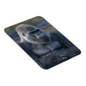 Iconische Silverback Oumbi Magneet (Rechterzijde)