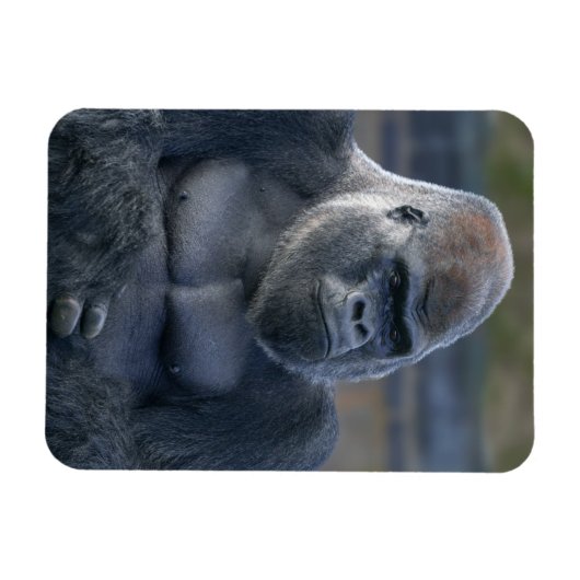 Iconische Silverback Oumbi Magneet (Horizontaal)