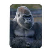 Iconische Silverback Oumbi Magneet (Verticaal)
