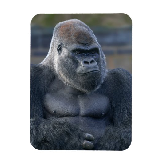 Iconische Silverback Oumbi Magneet (Verticaal)