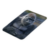 Iconische Silverback Oumbi Magneet (Linkerzijde)